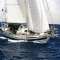 Storm Petrel