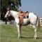 Centre equestre La Barrosa