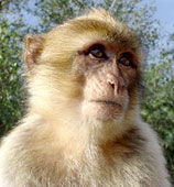 The Rock Ape						