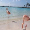 Caribe 