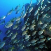 Fuerteventura