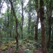 Photo cuntis | Galicia