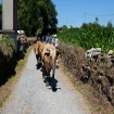 Image pilgrim | Galicia