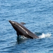 Photo baleines pilotes | Ténérife