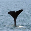 Image baleines pilotes | Ténérife | Iles Canaries