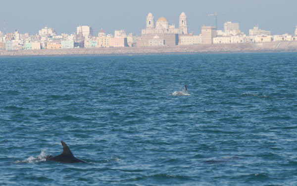 Image  | Observations de Baleines