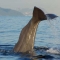 Turismo Mar�timo en Tarifa