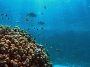 Photo Tarifa | CIES Sub