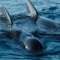 Whale watching in the Strait of Gibraltar