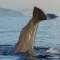 Whale Watching in the Striat of Gibraltar Tarifa