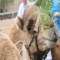 Camel Park