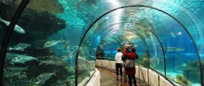 Resultado de imagen de sea life benalmadena