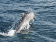 Photo Observations de Baleines | 