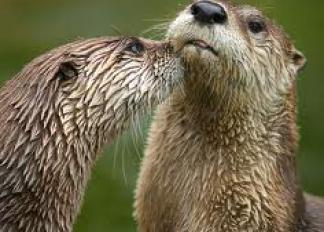 Las Nutrias en el Rio Cachon de Zahara.