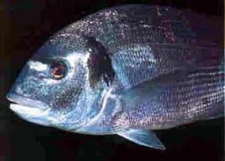 Pescados de la Costa de Zahara