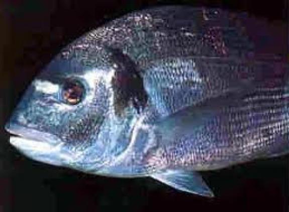 pescados-zahara-de-los-atunes image