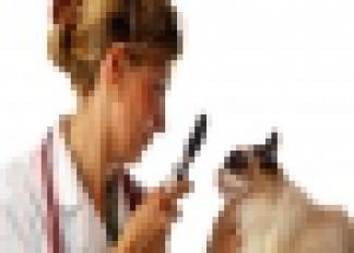 Veterinario Europa en Zahara