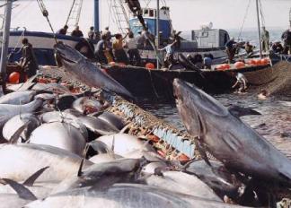 la-pesca-del-atun-rojo