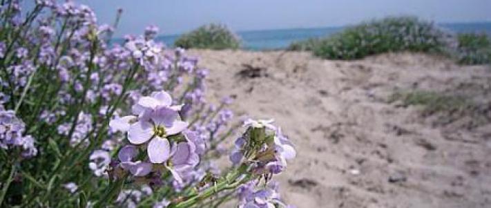 Spiaggia El Saler Valencia