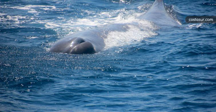 Firmm Espana Whale Dolphin Watch Straight Of Gibraltar Tarifa