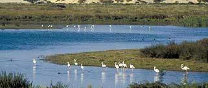 Parque Natural de Doñana