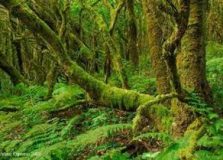 bosque de laurisilva