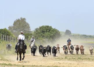 A Campo Abierto