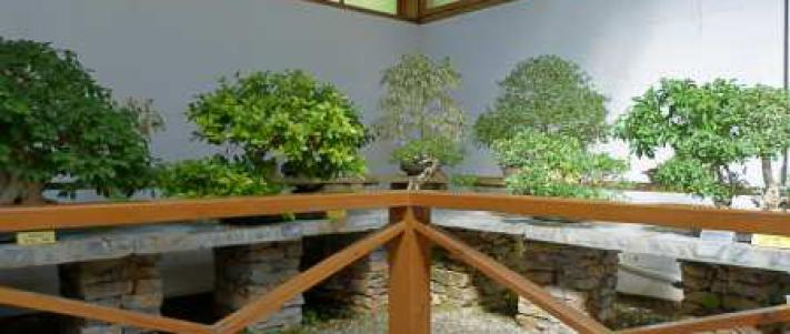 Museo del Bonsai, Marbella | Museos & Monumentos
