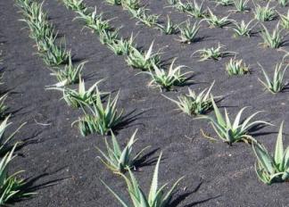 Museo del Aloe Vera Fuerteventura