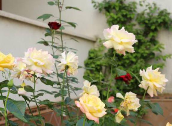 apartamento-jardin-de-la-ribera image