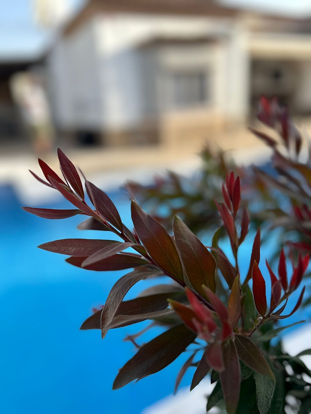 Casa Manolete, con piscina privada. Piscina