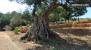 En la población cercana de San Carlos de la Rápita de Alcanar y en la Moleta del Remei,puedes ver olivos milenarios.