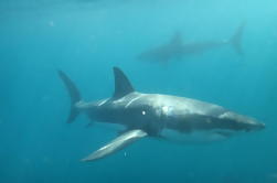 Half-Day White Shark Cage Diving van Gansbaai