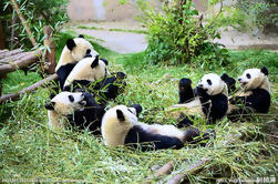 Expérience bénévole d'une journée à Dujiangyan Panda Base