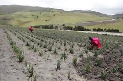 Excursión de 3 días a Quilotoa incluyendo comunidad local