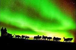 Vista de las luces del norte incluyendo cena y trineo de perros de 1 hora