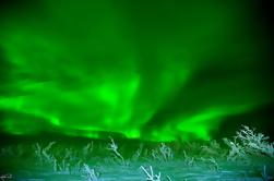 Northern Lights Murphy Dome en Fairbanks