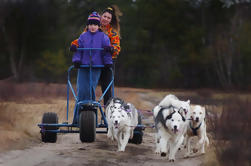 Aventura com cachorros em Pagosa Springs