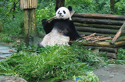 Panda géant et voyage de jour de Bouddha de Leshan de Chengdu