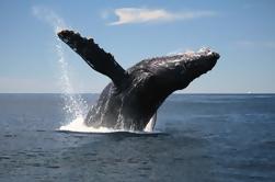 Tour de observación de ballenas desde Augusta o Perth con la actualización opcional del Captain's Lounge