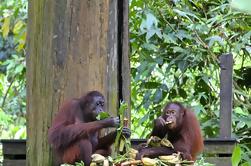 Full-Day Sepilok Orangutan and Sun Bear and Sandakan City Trail