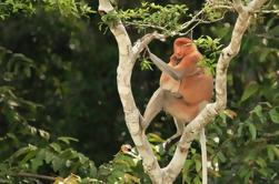 Full-Day Orangutan and Proboscis Monkey Tour from Sandakan or Kota Kinabalu