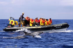 Tour de medio día de observación de ballenas y delfines