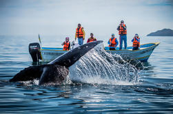 Baja Whale Watching Aventura en Magdalena