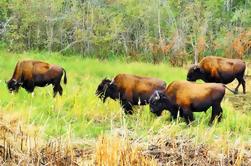 Mountain Buffalo, halvdagstur fra Yellowknife