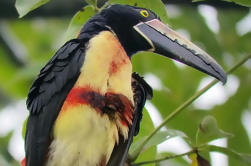 2-in-1 Arenal vulkaan Combo Tour: Opknoping Bruggen en La Fortuna Waterfall