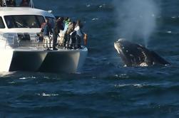 Whale Watching und Hermanus Wine Route: Private geführte Tagestour aus Kapstadt