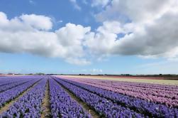 Private Tour: Campi di tulipani dell'Olanda Day Tour