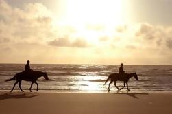 Paseos a caballo de la playa en la isla de Amelia