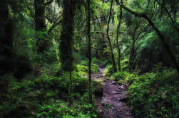 Alerce Andino Nationalpark von Puerto Varas entfernt